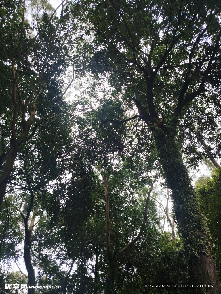林间树影