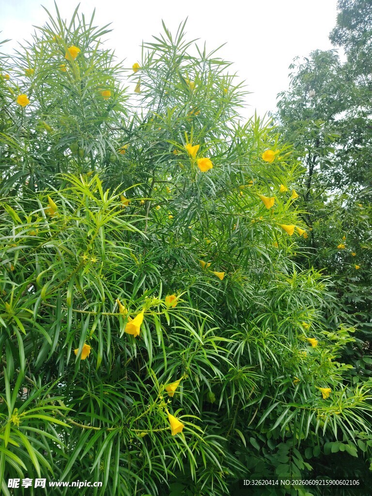 绿叶丛中绽放的黄色小花
