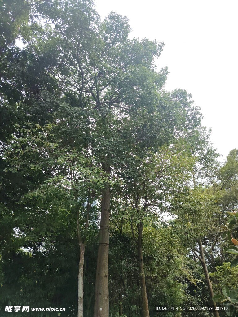 茂密树林中的高大树木