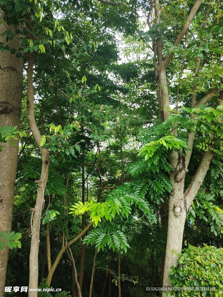 茂密丛林绿意盎然
