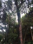 茂密树林中的高大树木