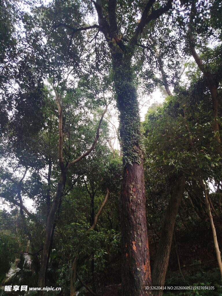 茂密树林中的高大树木
