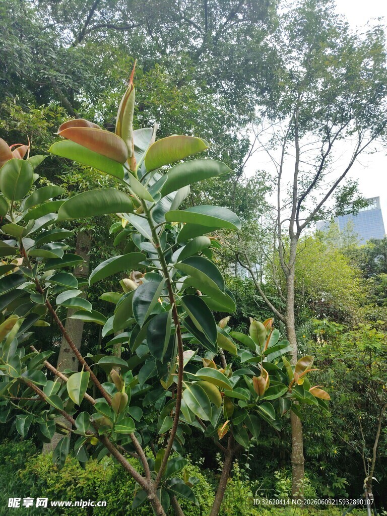 繁茂绿植景观