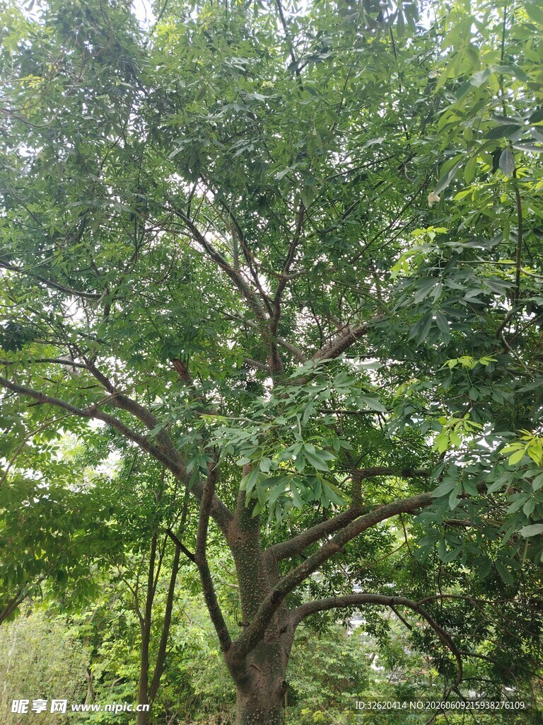 繁茂大树展现自然生机
