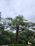 繁茂大树屹立于绿意间