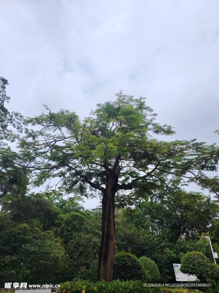 繁茂大树屹立于绿意间