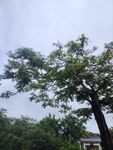 挺拔绿树展现自然生机