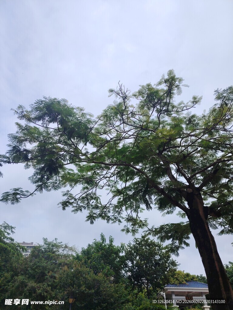 挺拔绿树展现自然生机
