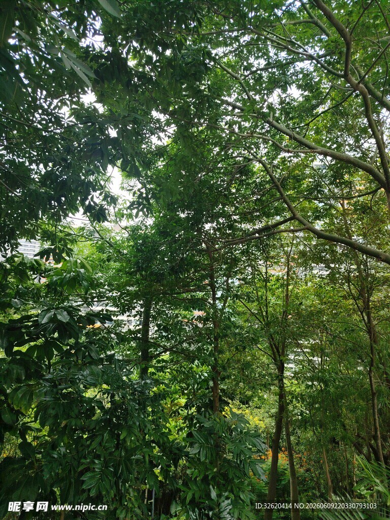 茂密森林绿意盎然景象