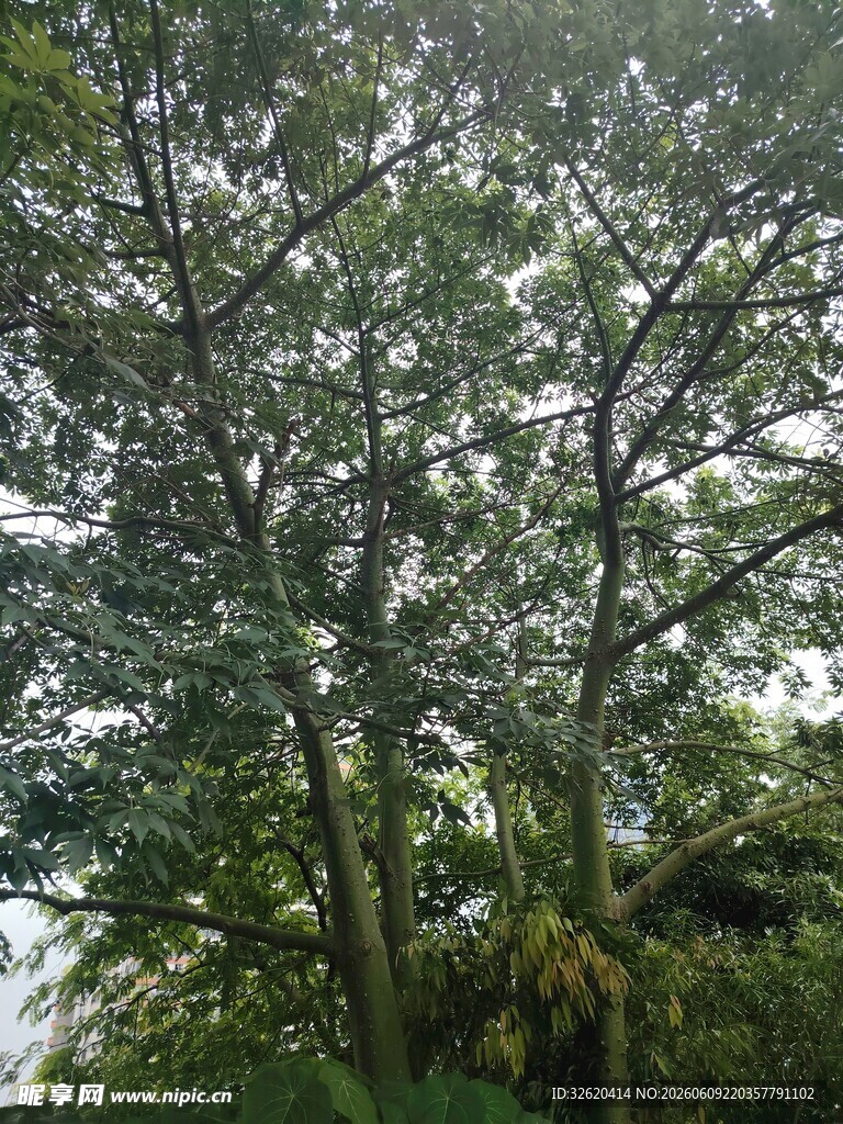 繁茂绿树