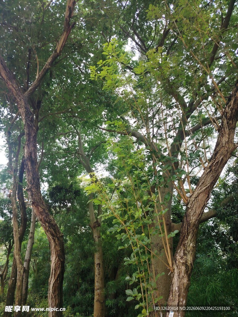 茂密树林中的弯曲树干
