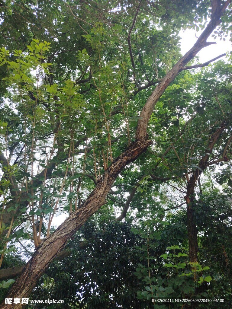 仰视茂密树林中的树干