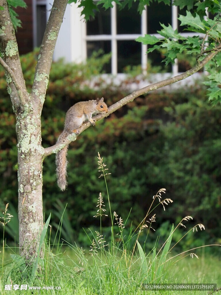 树上猫咪伸展身姿