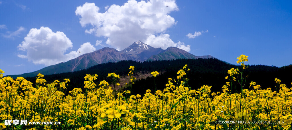 山间黄花与蓝天白云美景