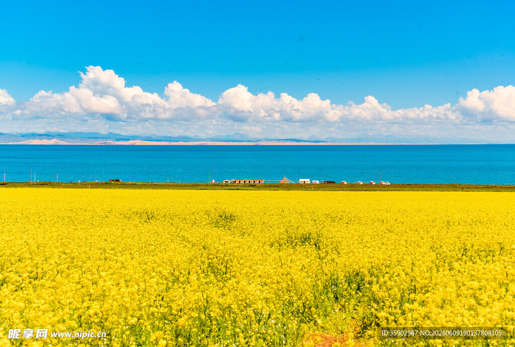 青海湖畔油菜花海美景