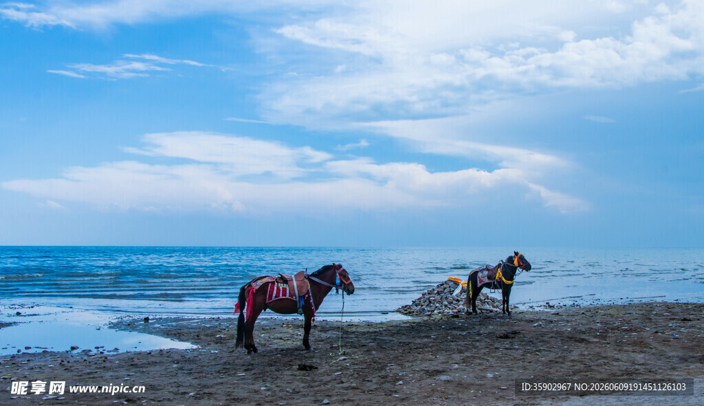 海边骏马漫步