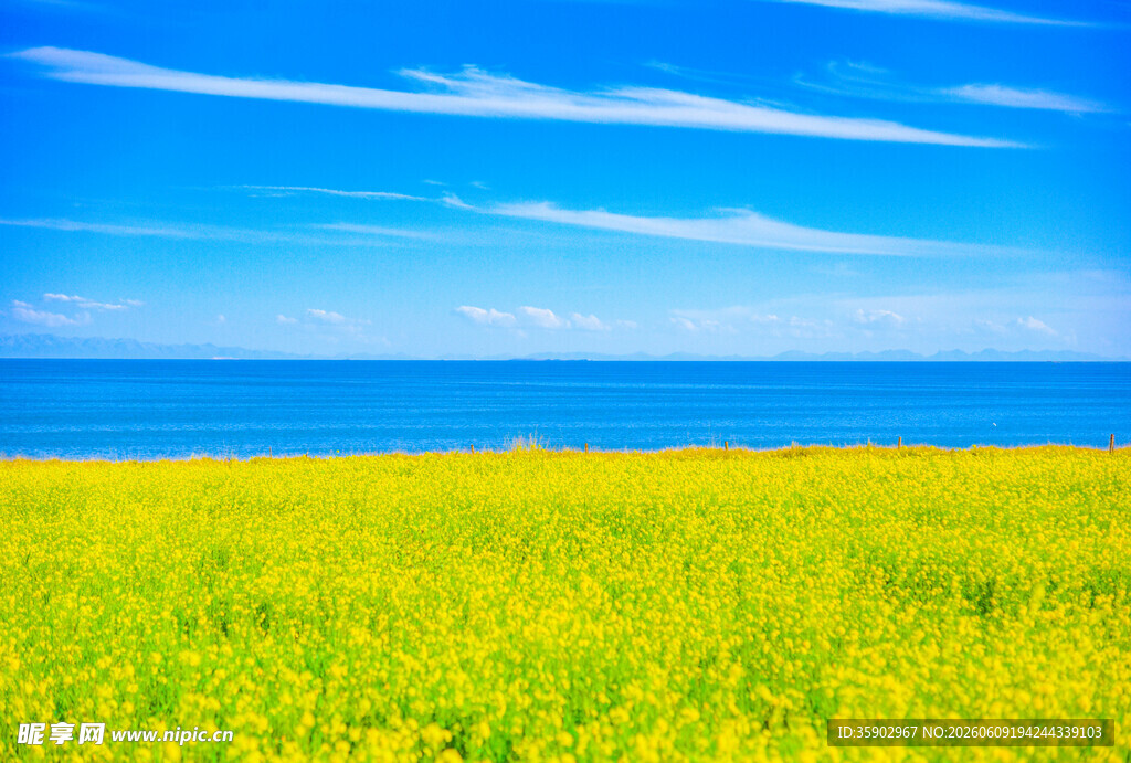 金黄花海与碧海蓝天