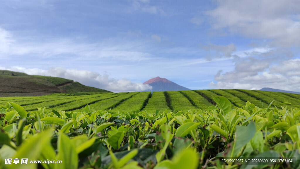 翠绿茶园风光远山蓝天