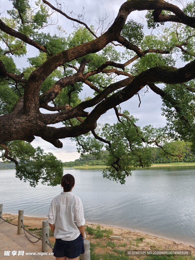 女子树下赏景湖畔悠然
