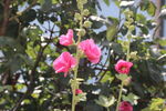 蜀葵