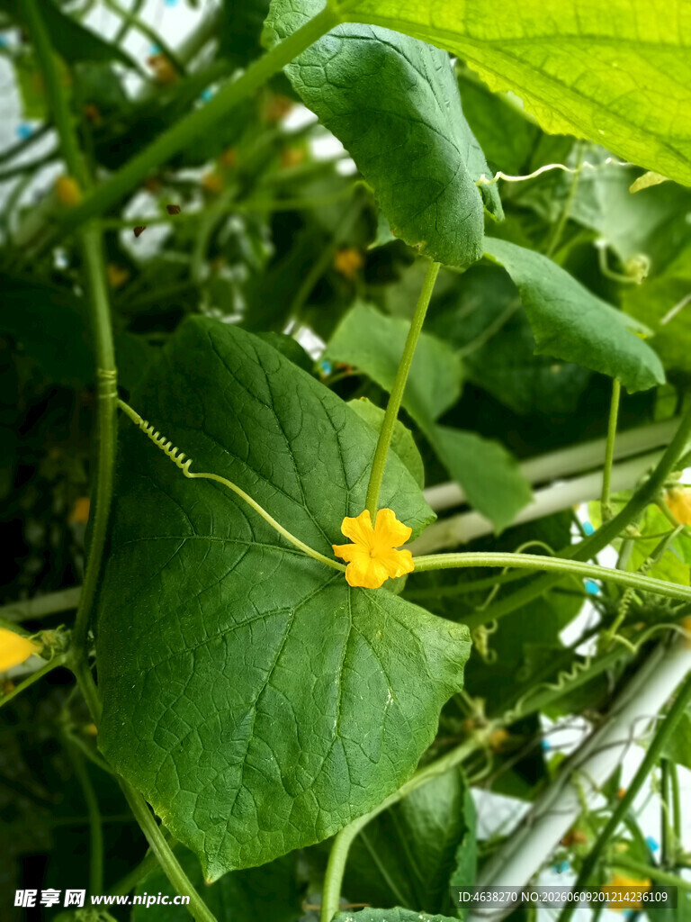 翠绿藤蔓上的娇艳小黄花