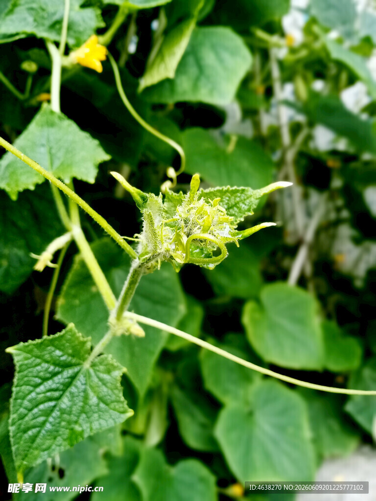 藤蔓上的嫩绿植物