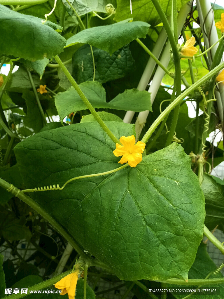 黄瓜藤上的黄色小花