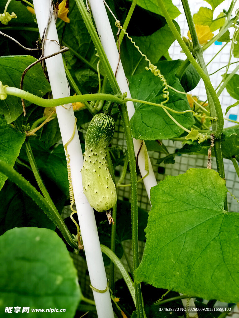 藤蔓上的鲜嫩小黄瓜