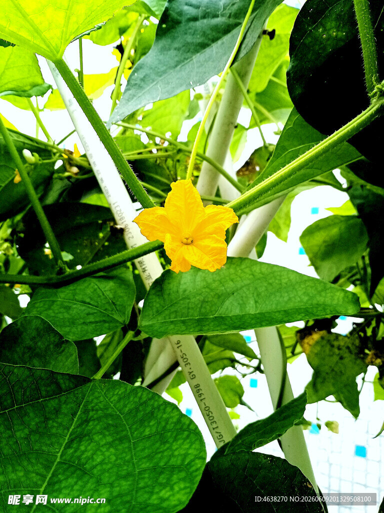 黄瓜花