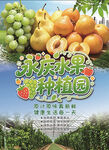 优质水果种植园风采