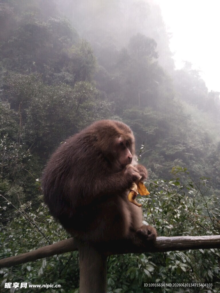 雾中猴子坐杆进食