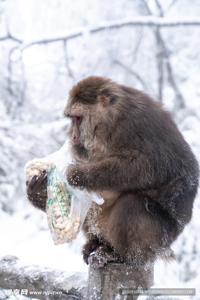 雪中猴子进食