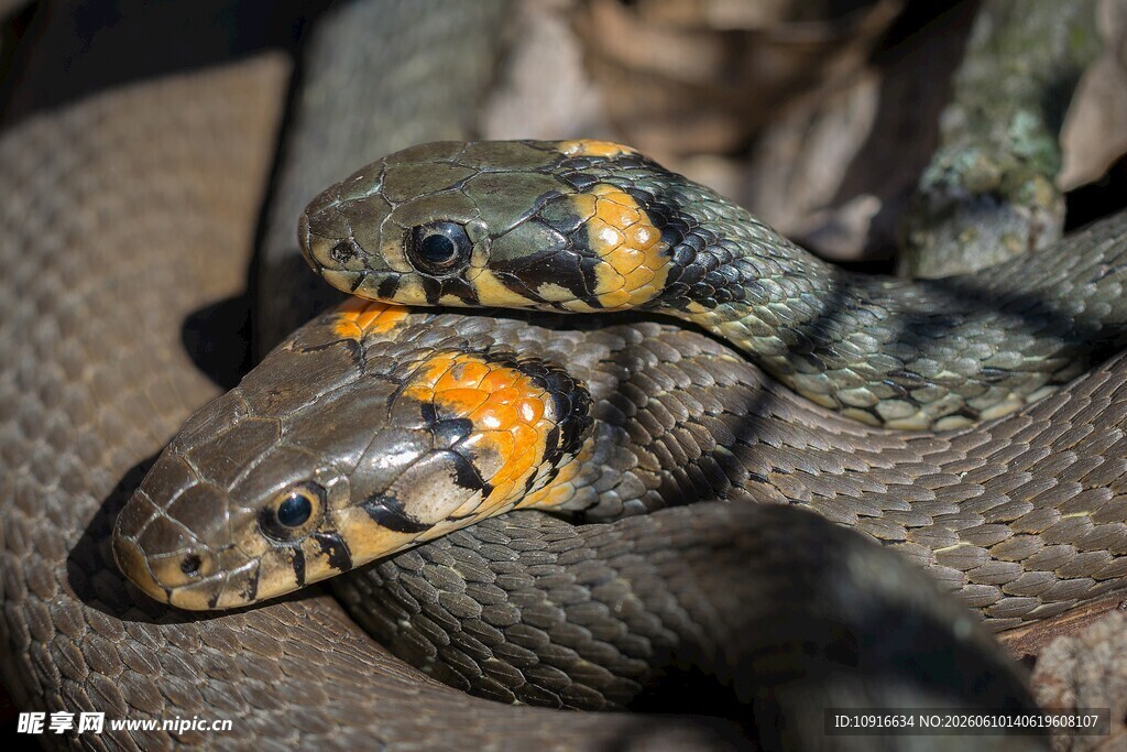 色彩斑斓的缠绕蛇类