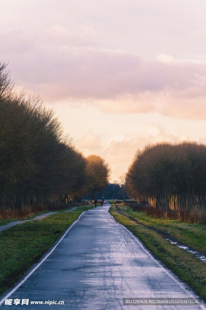 黄昏下的静谧林荫道路