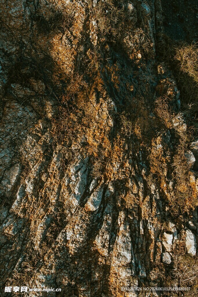 地面斑驳的树皮纹理