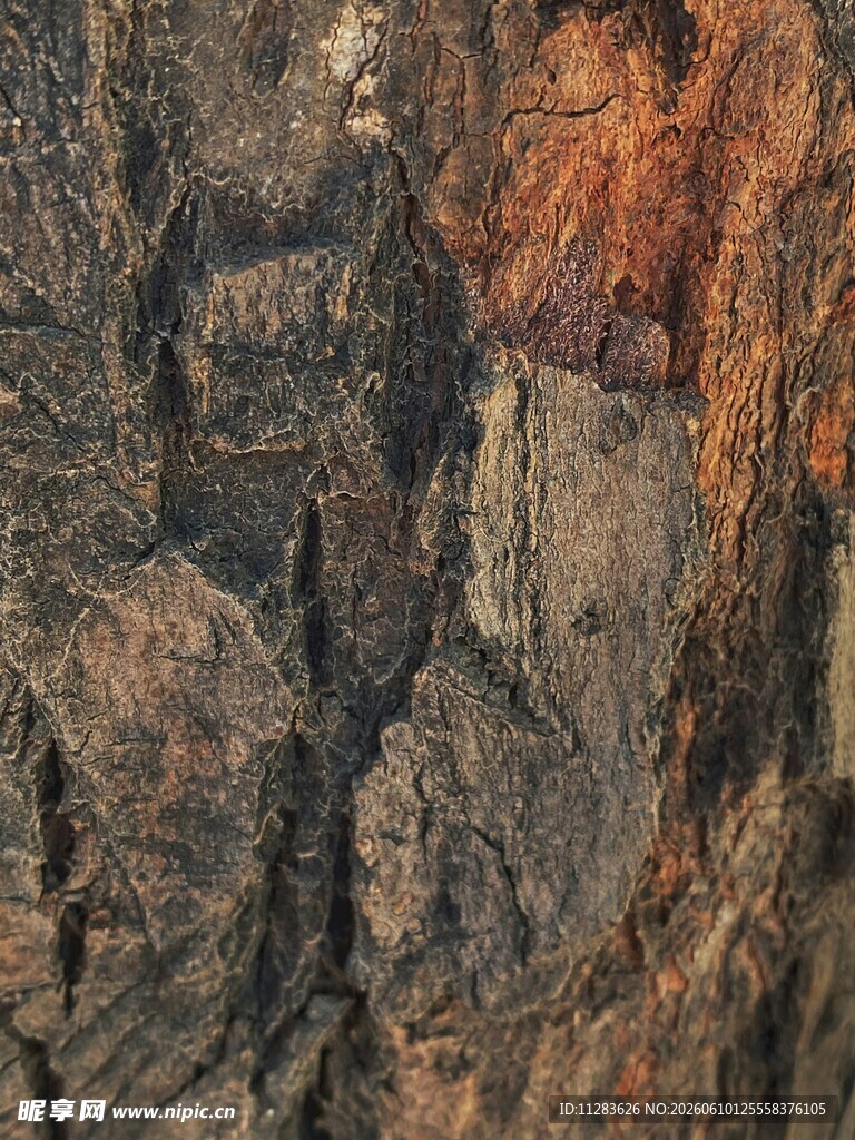树皮纹理特写