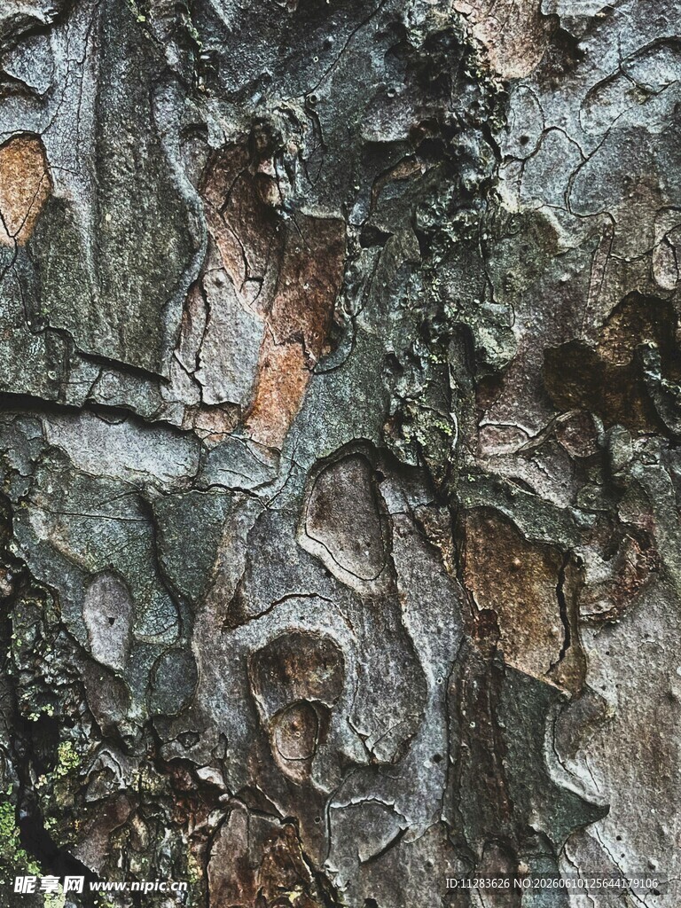 树皮纹理特写