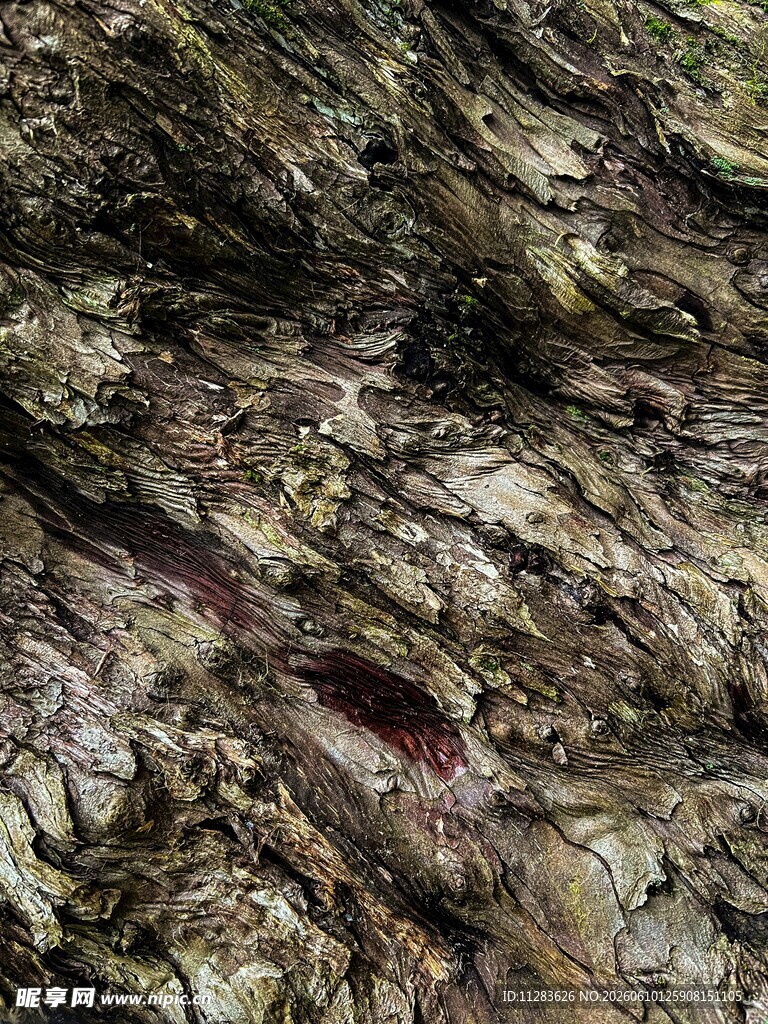 树皮纹理特写