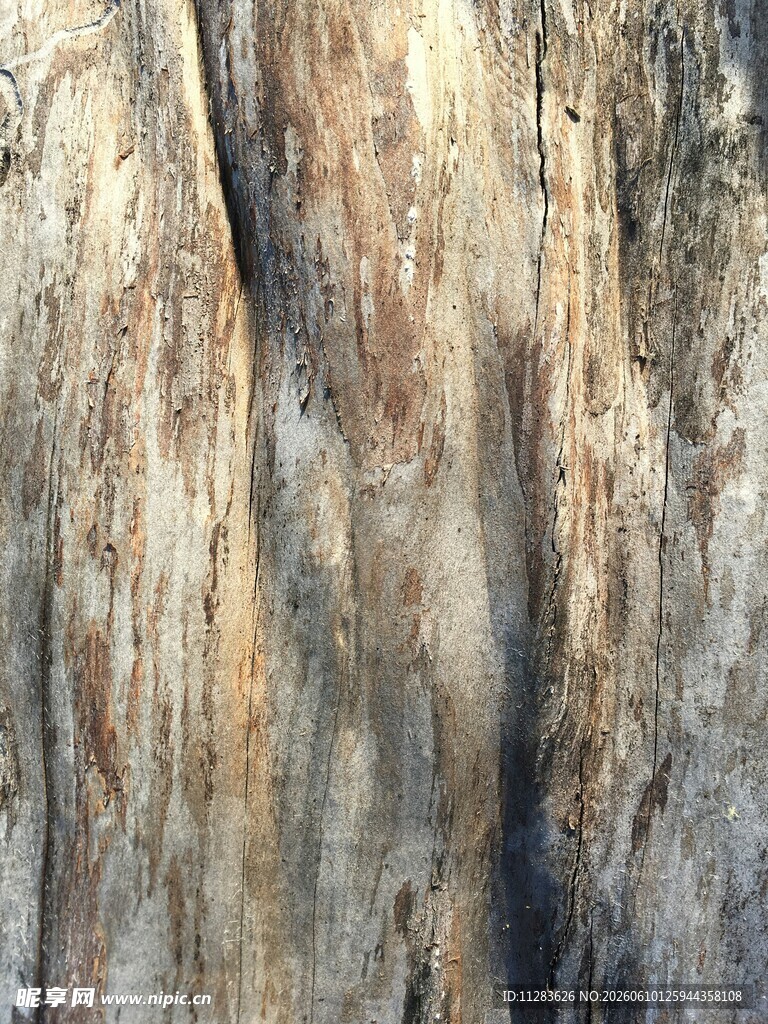 树皮纹理特写