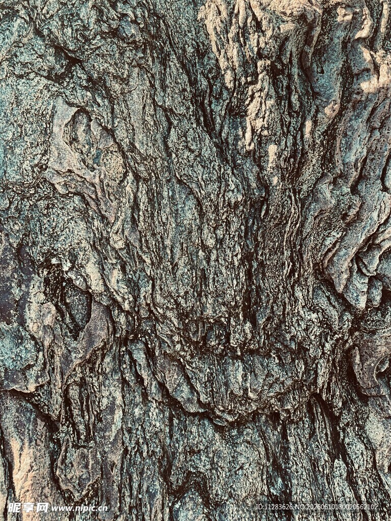 树皮纹理特写