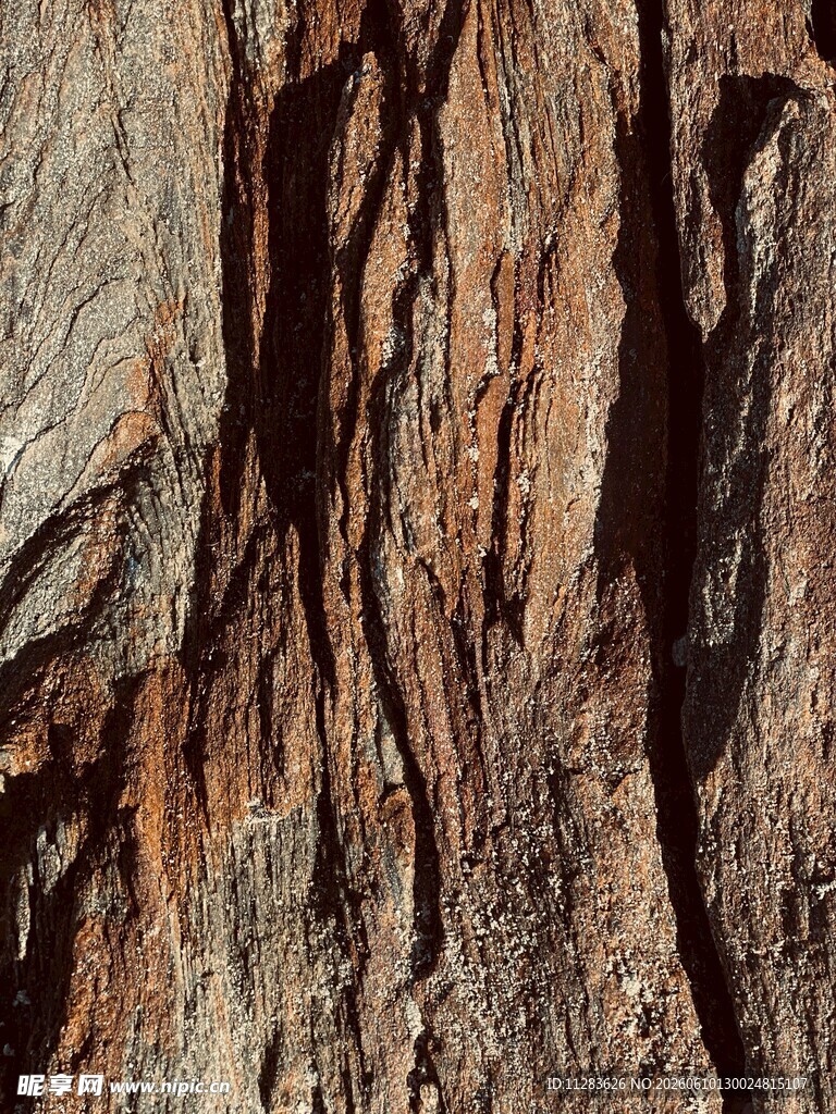 树皮纹理特写