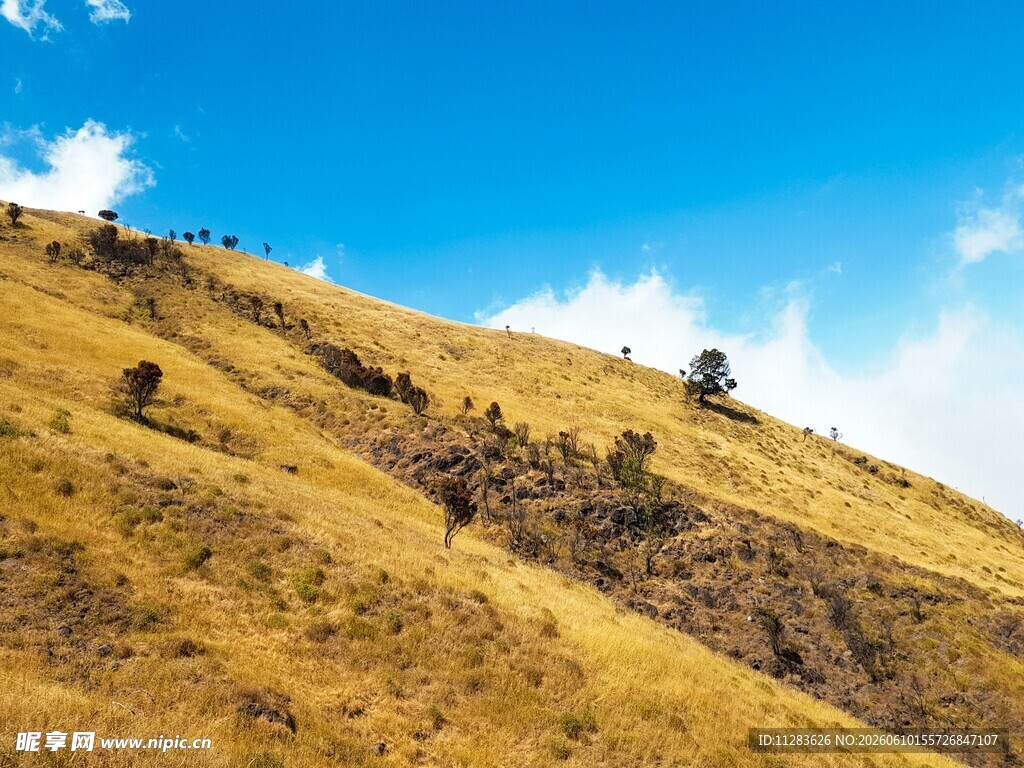 金黄山坡上的蓝天美景