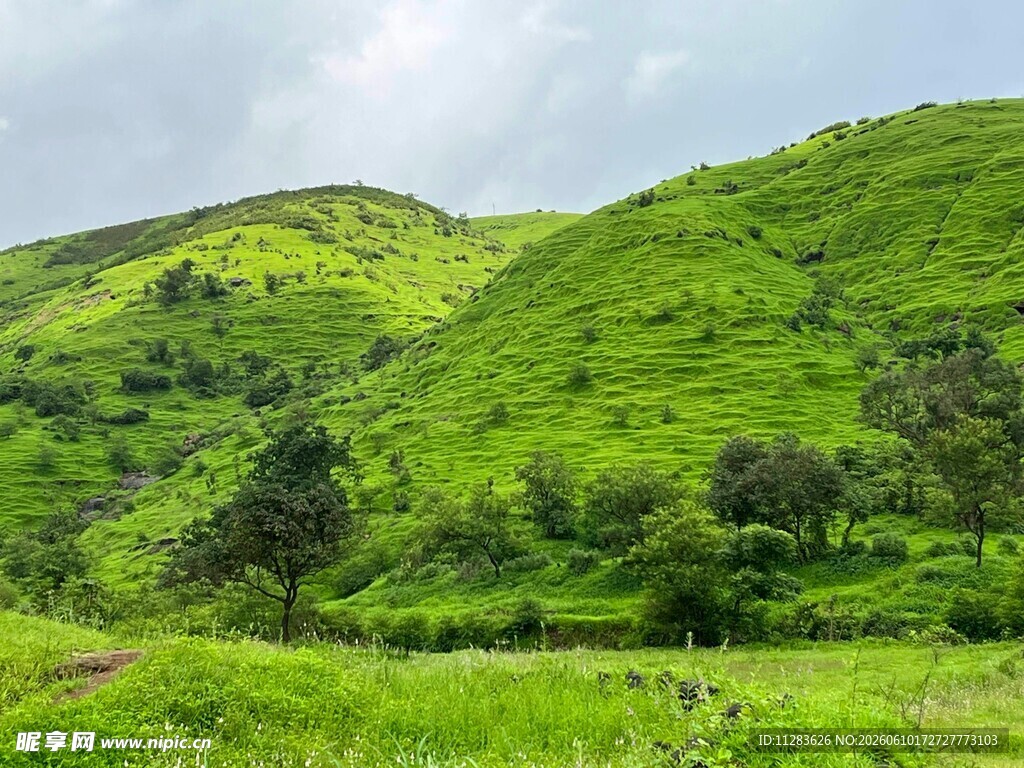 翠绿山坡间的自然美景