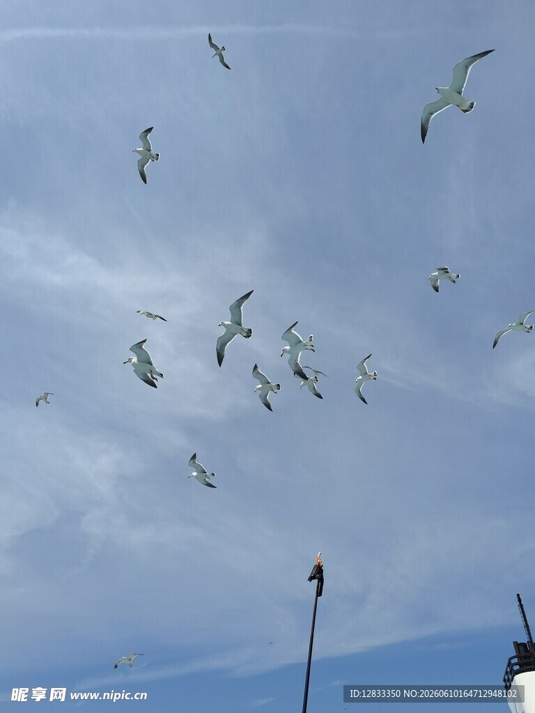 天空中飞翔的成群海鸥
