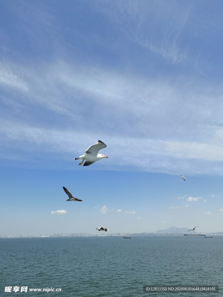海空上的翱翔海鸥
