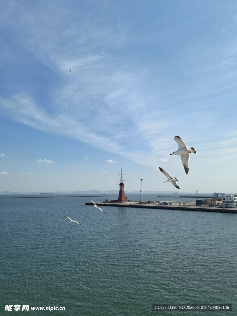 海边风景与飞翔的海鸥