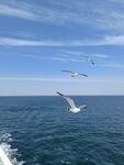 海上飞翔的海鸥