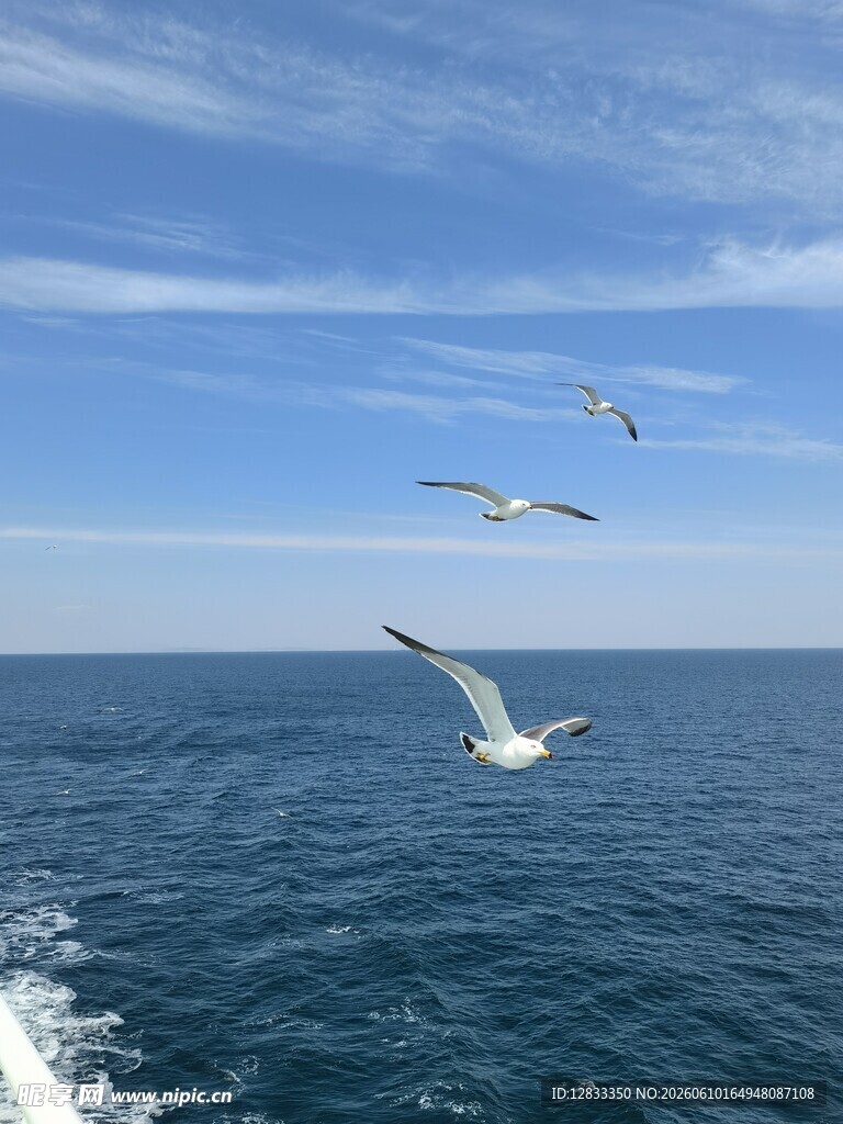海上飞翔的海鸥
