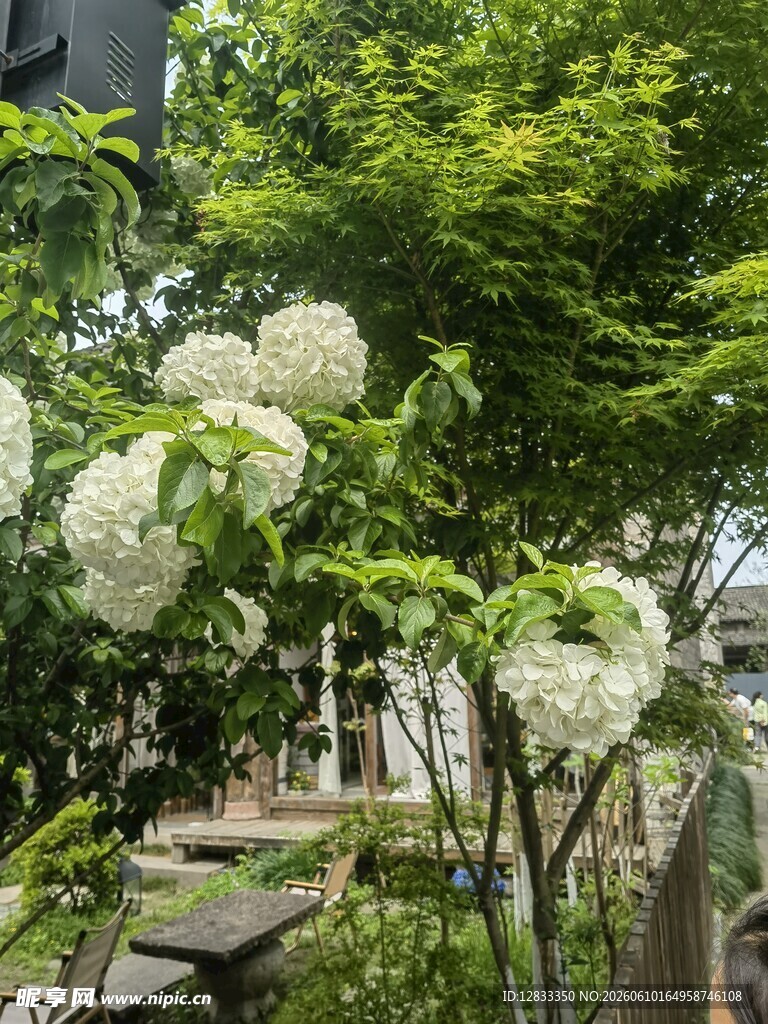 花园中的白色绣球花绽放