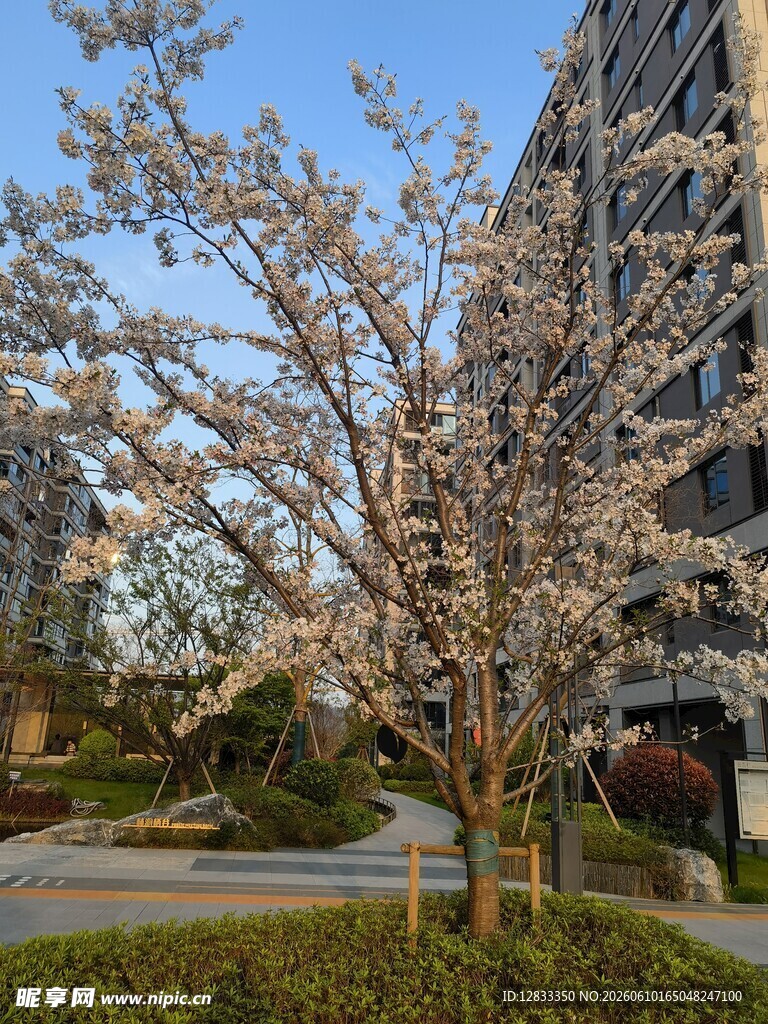 春日绽放的烂漫樱花树
